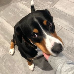 Meet your Posher, Pauline